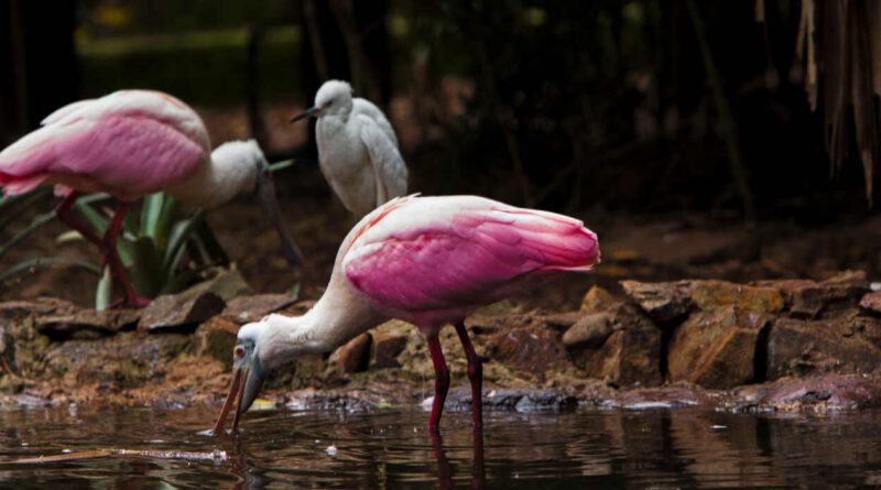 Influenza Aviar, Aves Silvestres