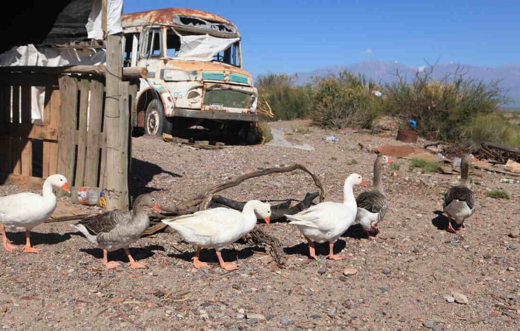 Influenza Aviar, Patos, Aves, Avícola