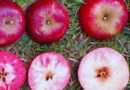 Manzanas, INTA