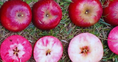 Manzanas, INTA