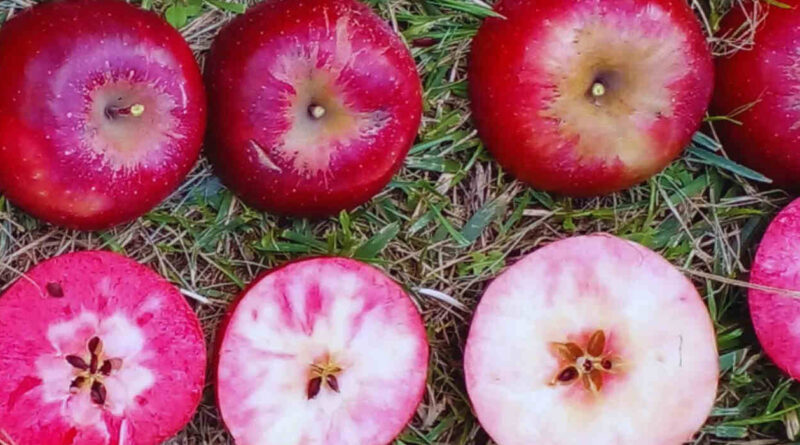 Manzanas, INTA
