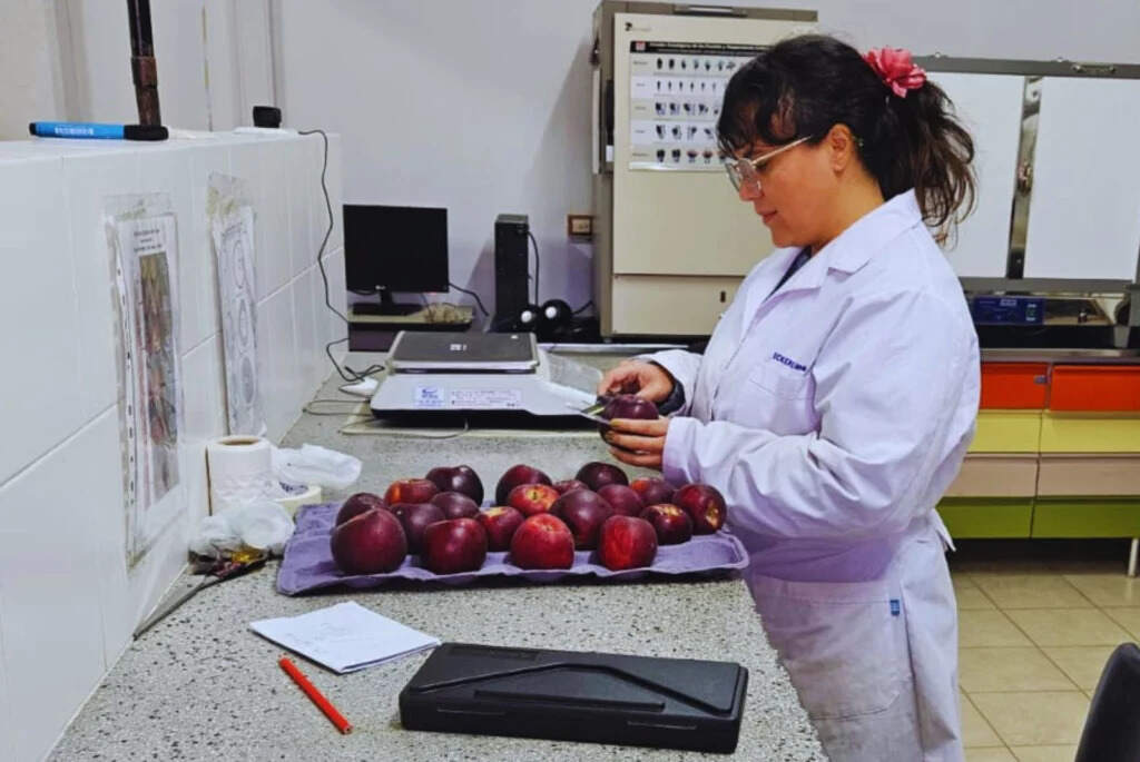 Manzanas, INTA