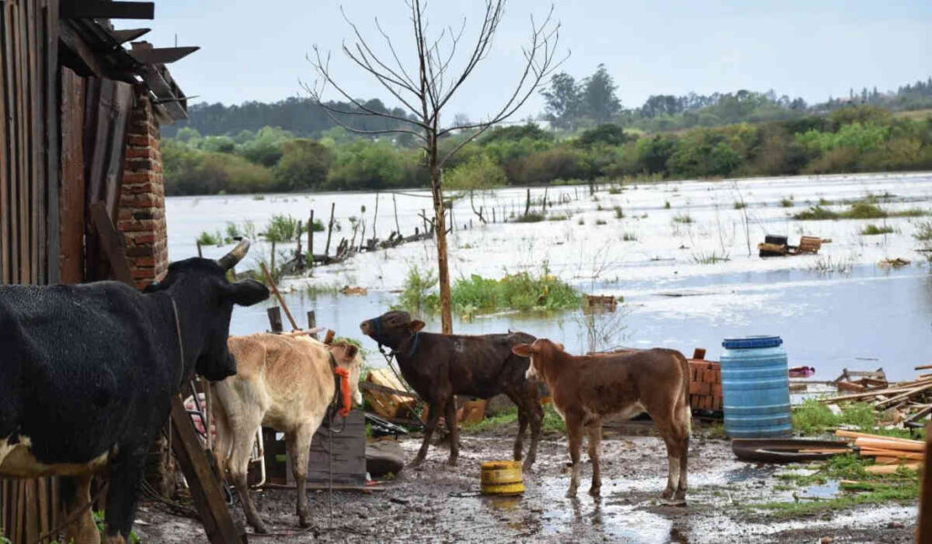 Misiones, Temporal, Inundaciones, Lluvias, Clima, Islas Ganaderas