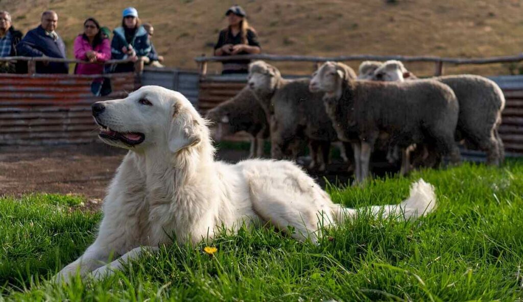 Perro, Campo