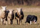 Perro, campo, Border Collie, Ovejas, manejo ovino