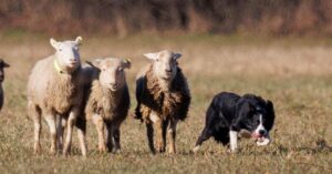 Perro, campo, Border Collie, Ovejas, manejo ovino