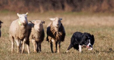 Perro, campo, Border Collie, Ovejas, manejo ovino