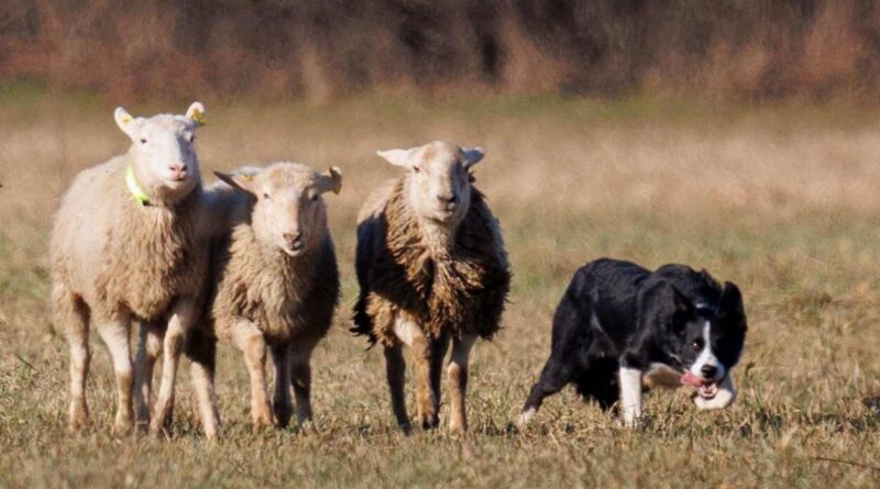 Perro, campo, Border Collie, Ovejas, manejo ovino