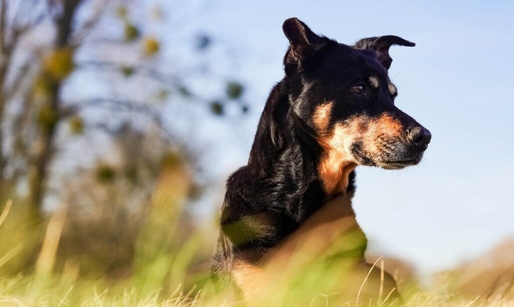 Perro, Kelpie Australiano