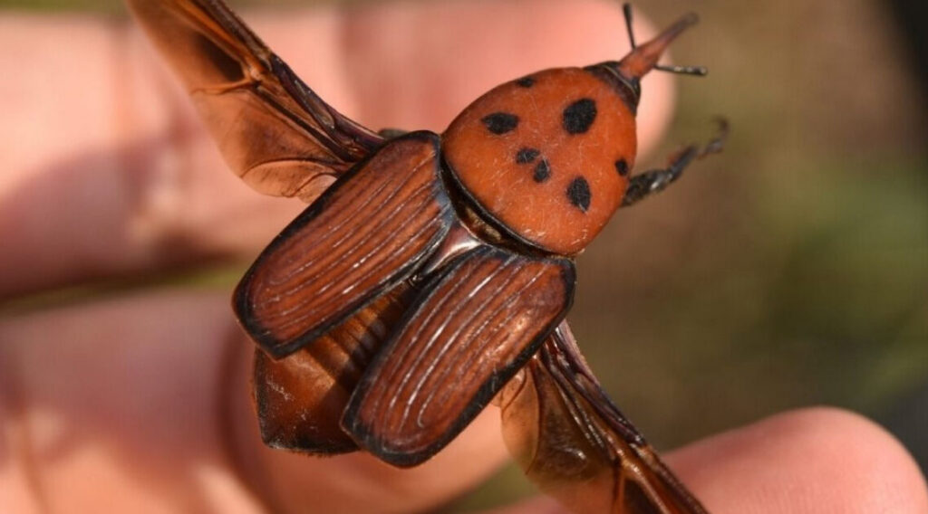 Picudo rojo
