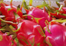 Pitahaya