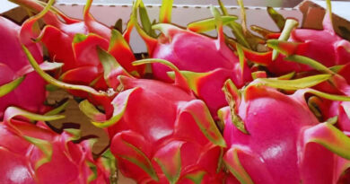 Pitahaya