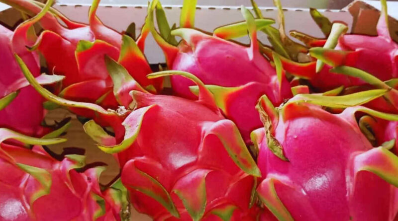 Pitahaya
