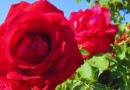 Rosales, Rosa