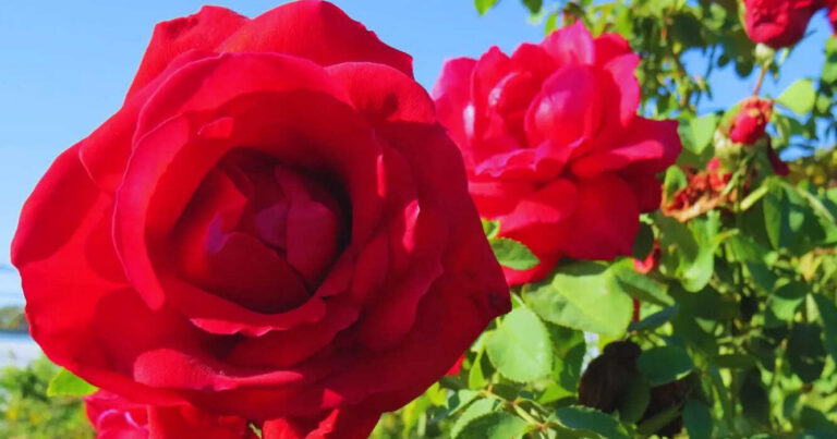 Rosales, Rosa