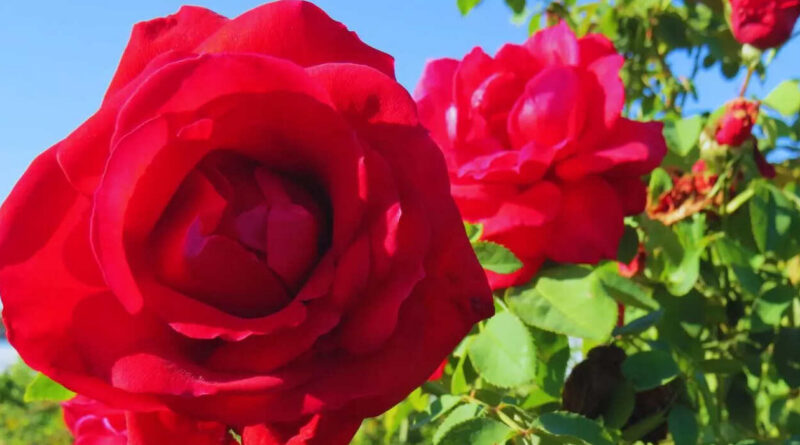 Rosales, Rosa