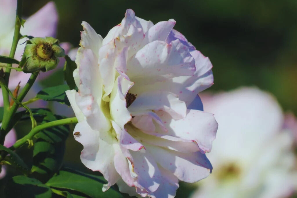 Rosales, Rosa