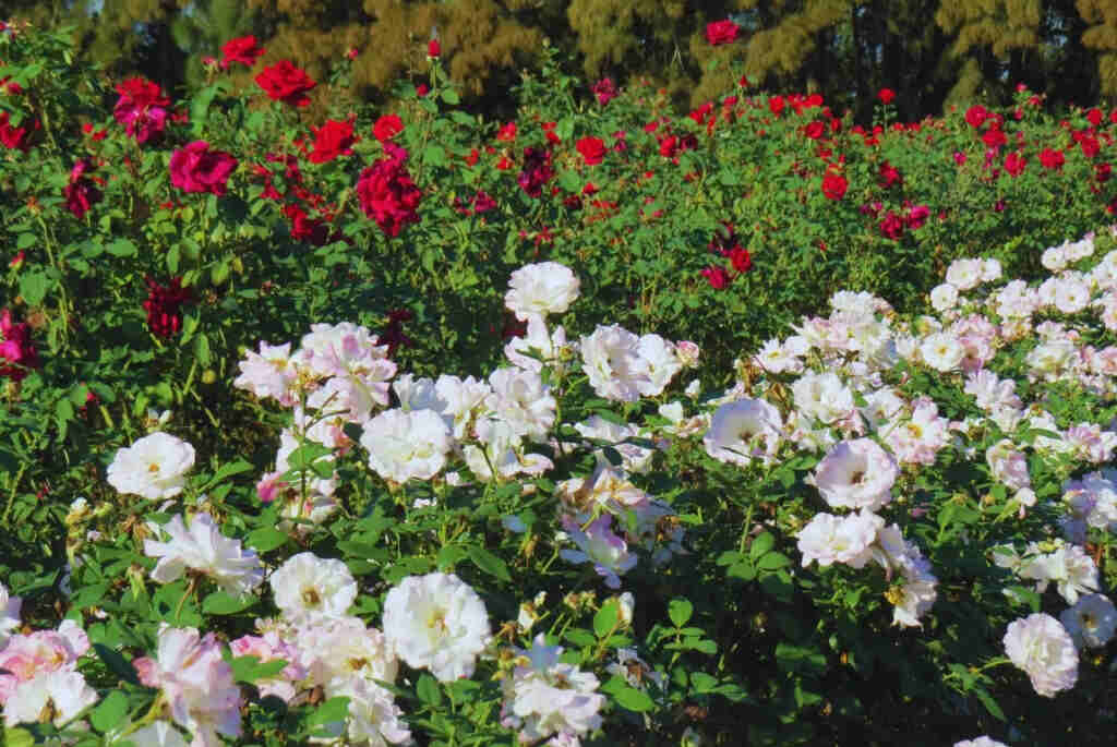 Rosales, Rosas