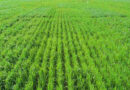 Suelo, Agricultura