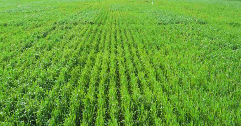 Suelo, Agricultura