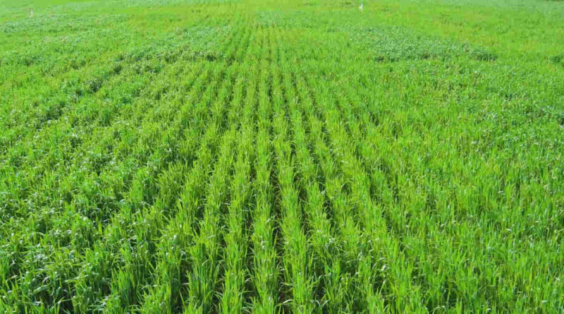 Suelo, Agricultura