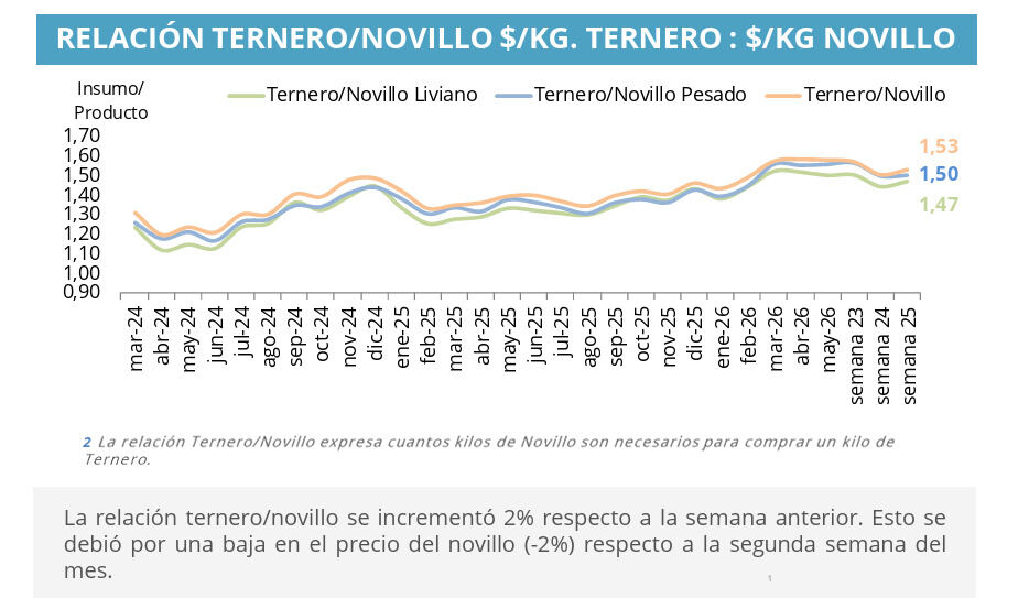 Ternero, Novillo