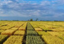 Trigo