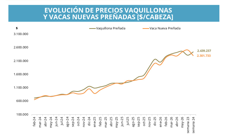 Cría, vaquillonas, vacas