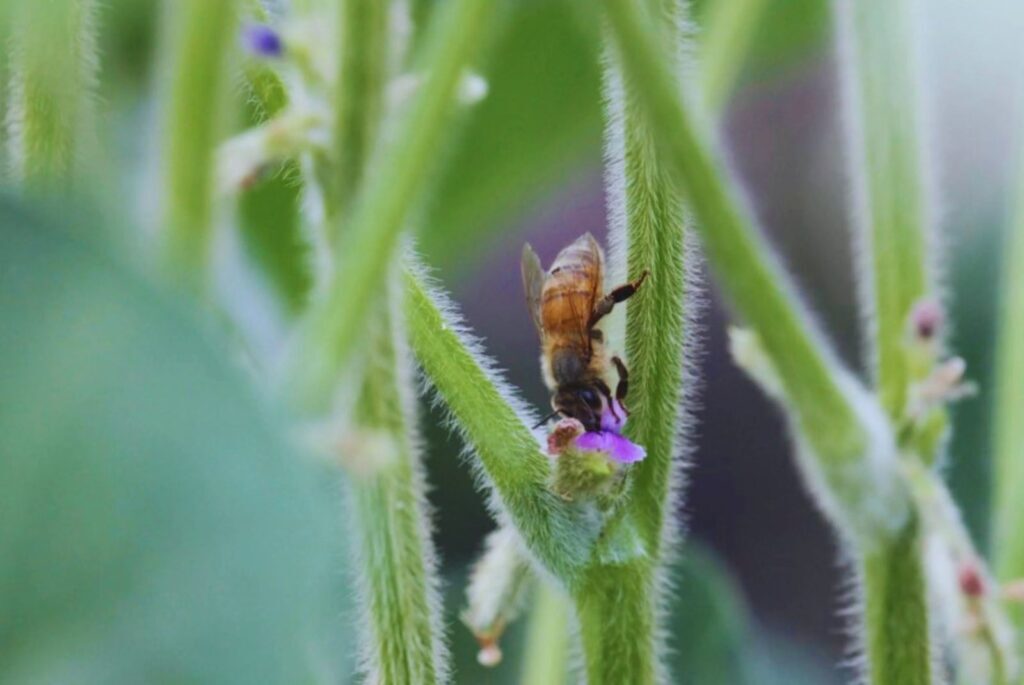 Abeja, Polinización