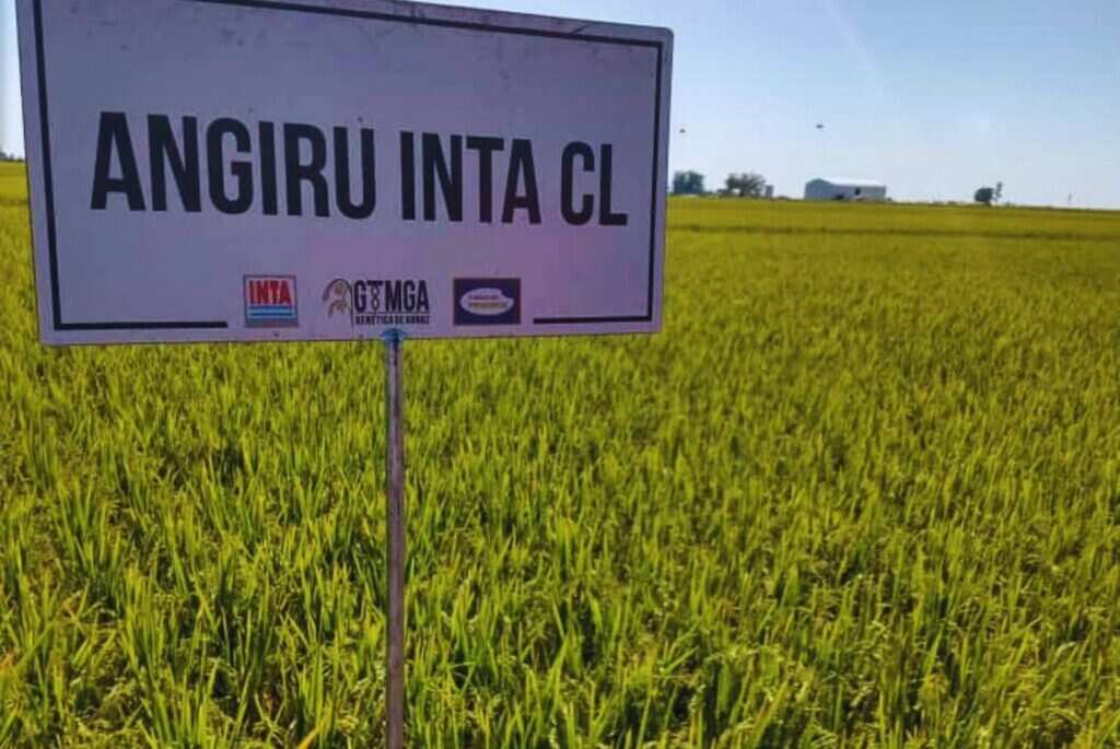 Angirú INTA CL, Arroz