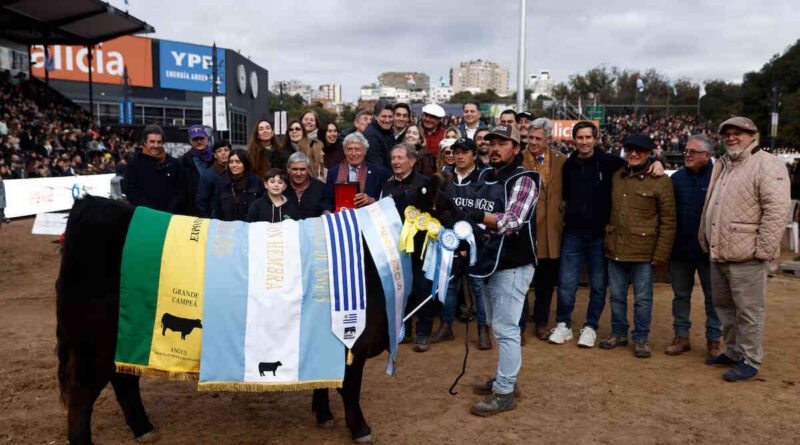 Angus, Gran Campeón Hembra, Expo Rural de Palermo 2026