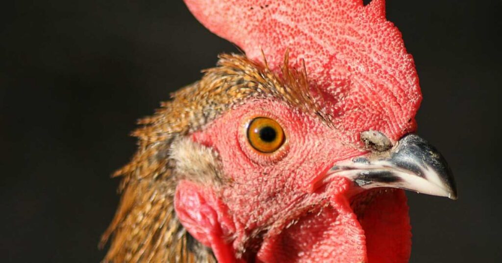 Avicultura, gallinas, avícola, influenza aviar