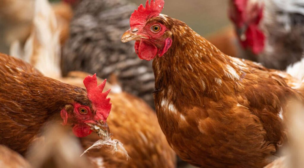 Avicultura, gallinas, avícola, influenza aviar