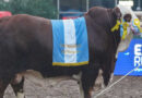 Braford, Gran Campeón, Expo Rural 2026, Palermo