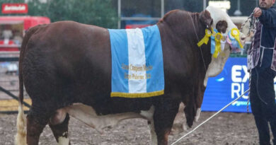 Braford, Gran Campeón, Expo Rural 2026, Palermo