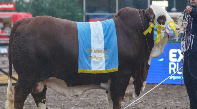 Braford, Gran Campeón, Expo Rural 2026, Palermo