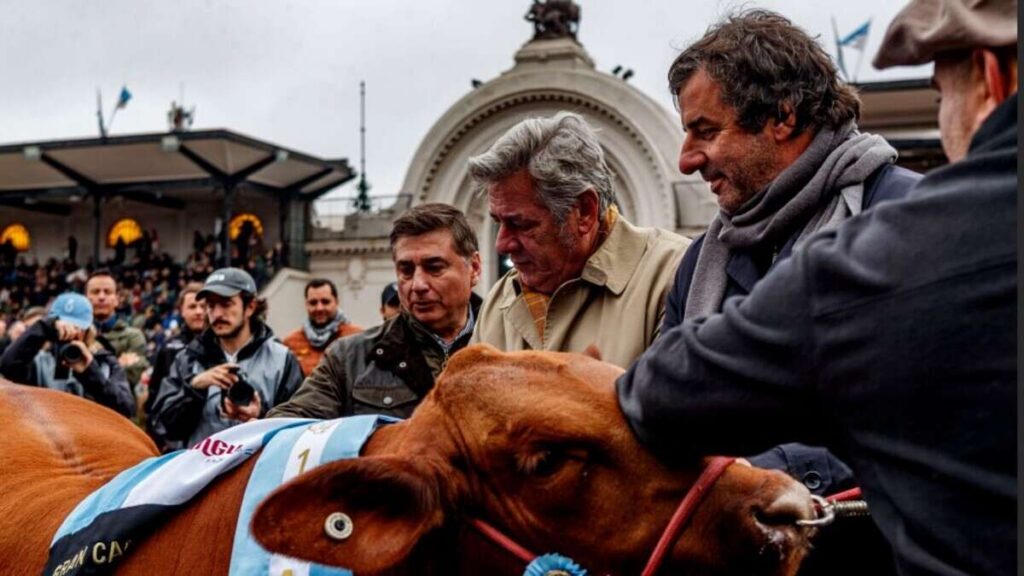 Brangus, Gran Campeón Hembra, Expo Rural 2026, Palermo
