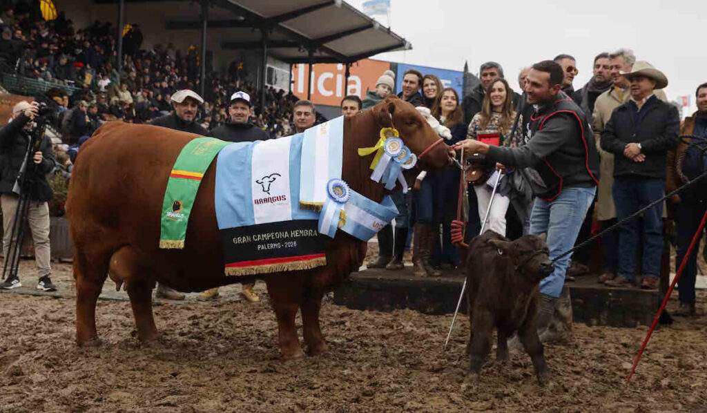 Brangus, Gran Campeón Hembra, Expo Rural 2026, Palermo