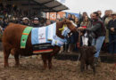 Brangus, Gran Campeón Hembra, Expo Rural 2026, Palermo
