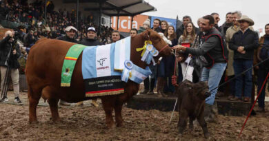Brangus, Gran Campeón Hembra, Expo Rural 2026, Palermo