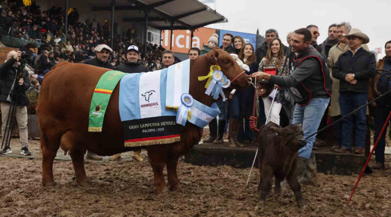 Brangus, Gran Campeón Hembra, Expo Rural 2026, Palermo