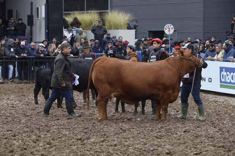 Brangus, Gran Campeón Hembra, Expo Rural 2026, Palermo