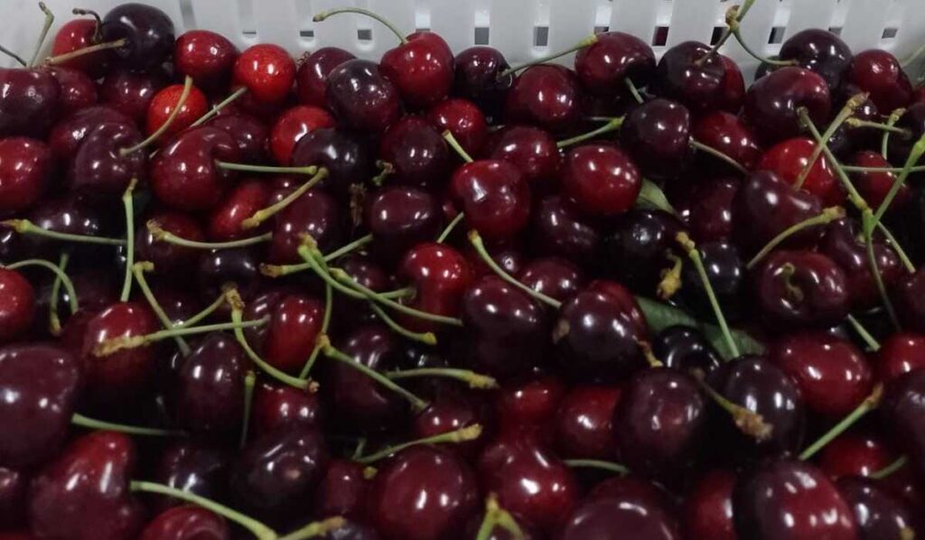 Cerezas