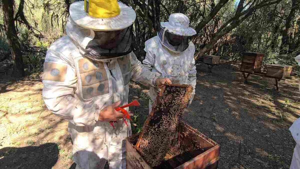Pequeño Escarabajo de las Colmenas, Abejas, Miel, Apícola