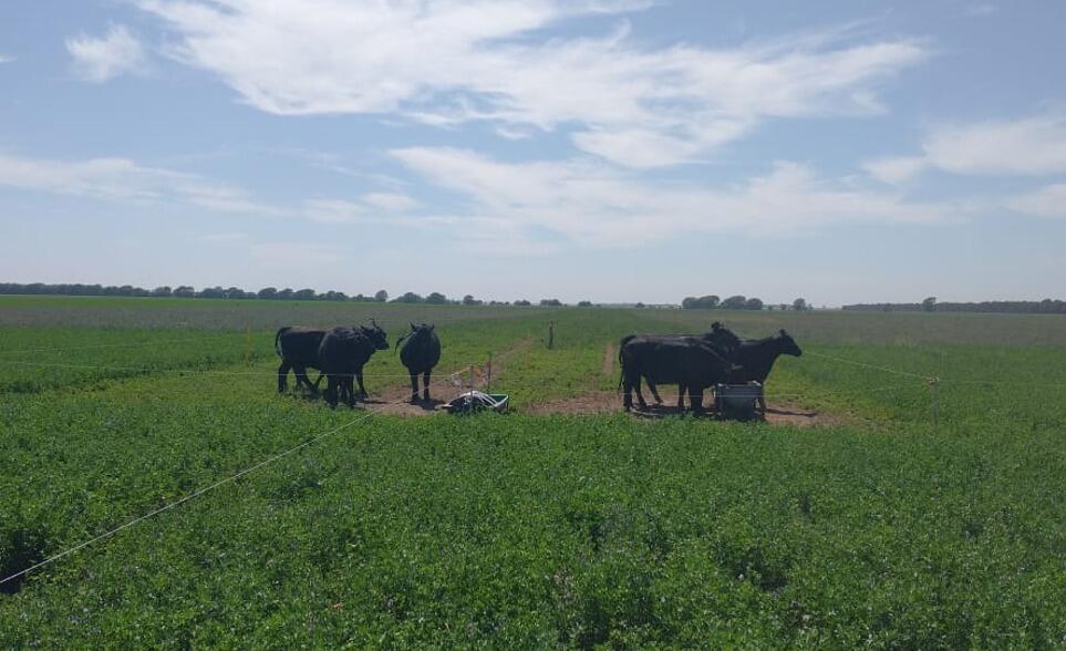 Ganadería, Campo