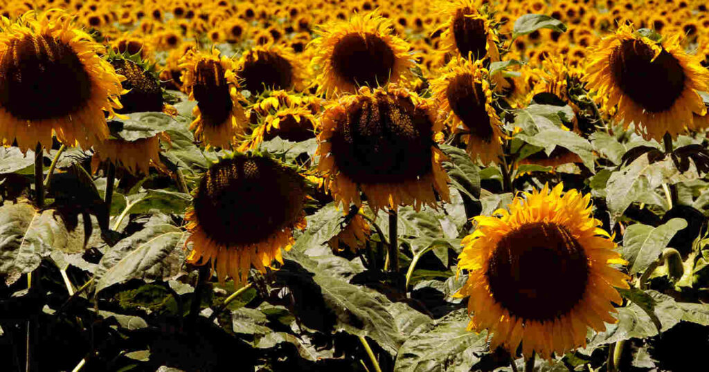 Jopo del Girasol