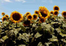 Jopo del Girasol