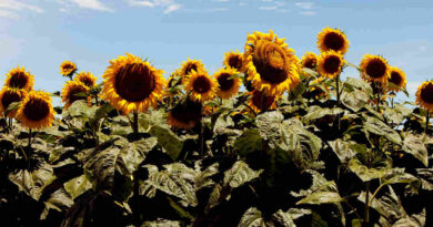 Jopo del Girasol