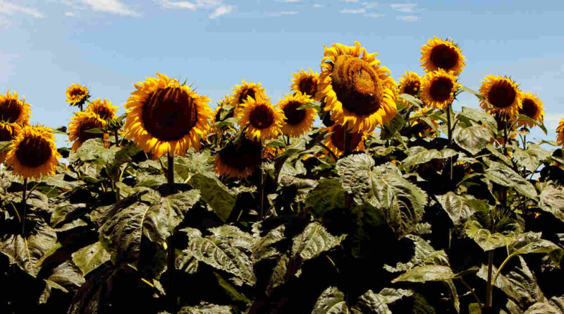 Jopo del Girasol
