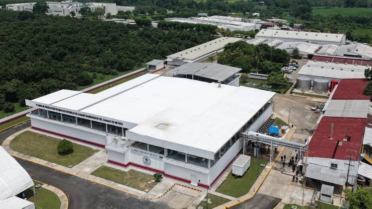 Gusano Barrenador, planta de moscas